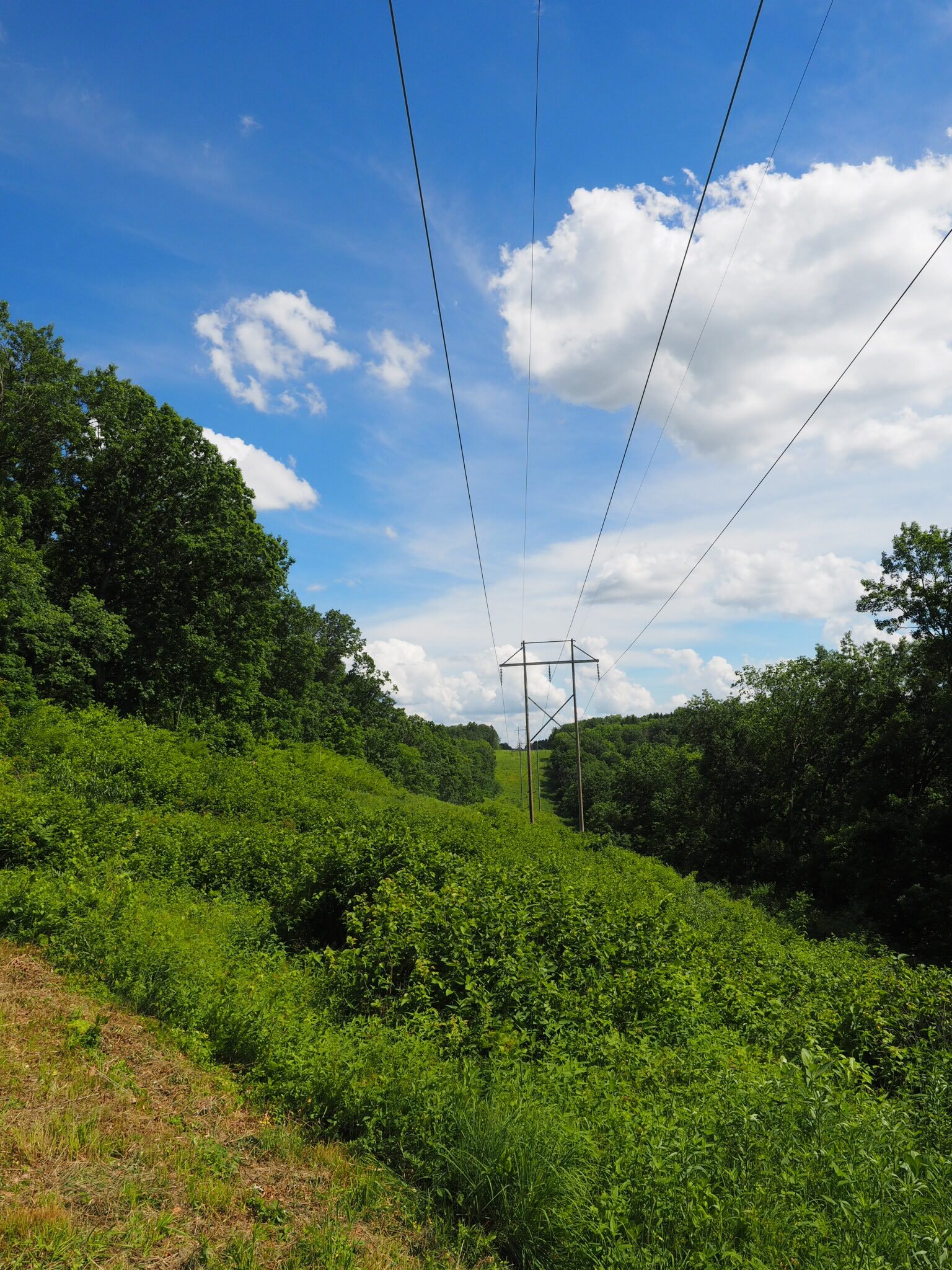 An existing wood-pole transmission line crossing a Driftless field under a blue sky.