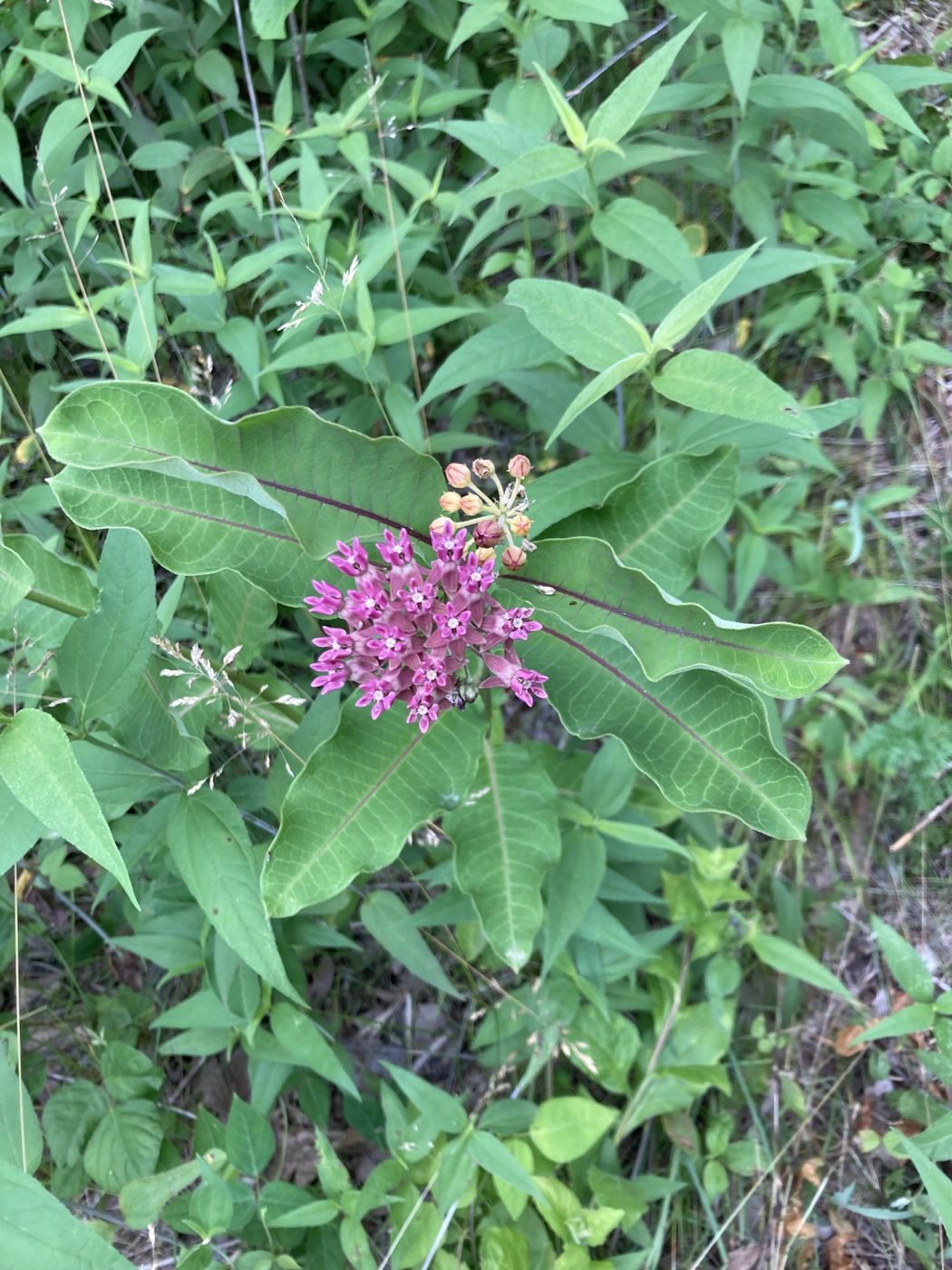 A purple milkweed plant in bloom — clusters of small pink-purple flowers above broad green leaves — at the edge of a grassy field.