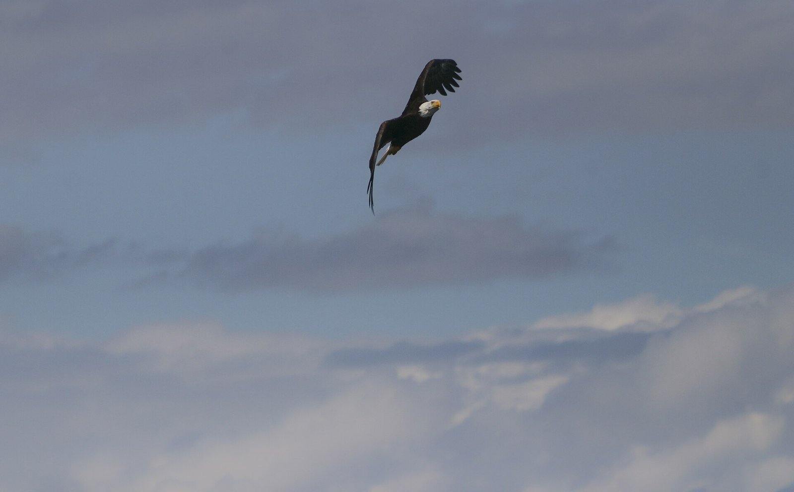 A bald eagle — the single most-recorded bird along the proposed corridor.